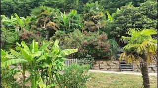 VISITE DU SPECTACULAIRE JARDIN EXOTIQUE DE LA ROQUE GAGEAC EN DORDOGNE AVEC DES SURPRISES VÉGÉTALES