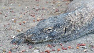 Komodo Dragon Documentary