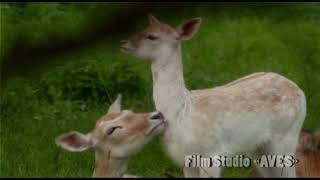 Лань-альбинос (Dama dama) - Fallow Deer | Film Studio Aves