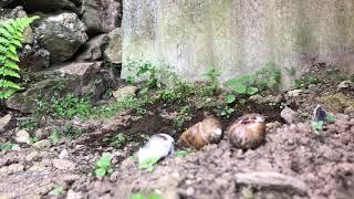 Chelsea boots vs snails!