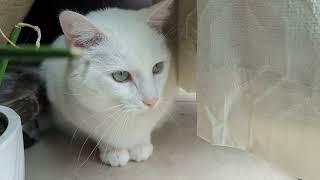 Marcos the white cat