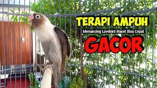 LOVEBIRD FIGHTER Ngekek Panjang, TERAPI AMPUH Memancing Lovebird MACET Agar Cepat BUNYI