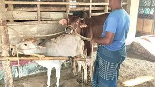 Amazing Man Use Traditional Style To Produce The Baby Cow #04