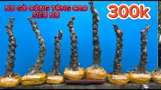 BNV644: Lô phôi mai chiếu thuỷ tông cao siêu đẹp giá 300k lh 0978.846.531