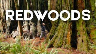 Road Trip to Redwoods National Park | Oregon Coast to Giant Sequoias