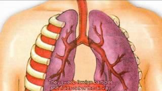 The Respiratory System   YouTube