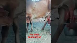 High milk yield Kangeyam cow for sale 8056633395