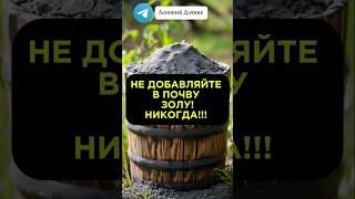 Поговорим о правильном внесении золы в почву #дачныесоветы #сад #огород #зола #подкормки #дача