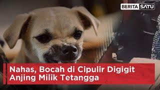 Nahas, Bocah di Cipulir Digigit Anjing Milik Tetangga | Beritasatu