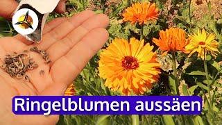 Ringelblumen aussäen, vorziehen & anbauen