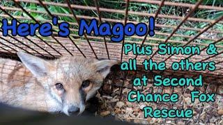 My trip to Second Chance Fox Rescue ️ #wildlife #fox #cuteanimals #viral #vlog #fyp #cute