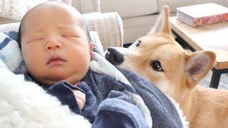 Shiba Dog Meets Baby Brother!