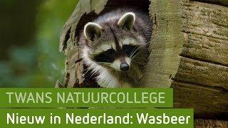 De wasbeer in Gelderland | Twans Natuurcollege