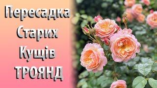 Пересадка Старих Кущів Троянд Восени. Вирощування та Догляд за Трояндами #садівництво #квіти