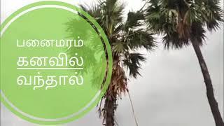 பனைமரம் கனவில் கண்டால் என்ன பலன்( Panaimaram kanavil parthal)