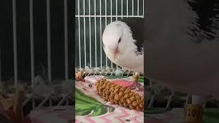 A domestic pigeon eats chumizu in a spikelet #bird