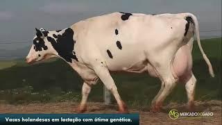 Vacas holandesas em lactação de lata padrão genético.