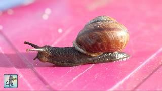 Beautiful Snails!  Best Relaxing Music & Amazing Nature Scenery