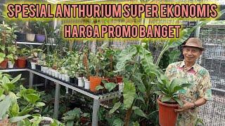 HUJAN PROMO MURAH ‼️ KOLEKSIAN ANTHURIUM HARGA EKONOMIS BANGET ,TERJAMIN BANGET EKONOMIS NYA ‼️