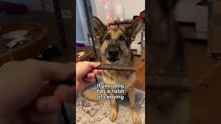 Strange Dog Behaviors Explained 