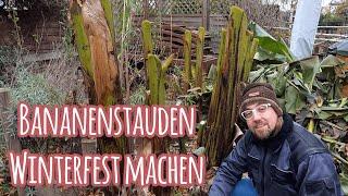 Bananenstaude winterfest machen  Mega einfach Winterharte Banane ️ Banane winterfest machen