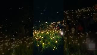 Solar Firefly Lights Outdoor Garden Decor #solarlight #firefly #solar #techtopics