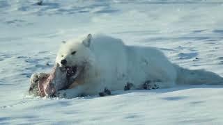 Canada's White Wolves  Ghosts Of The Arctic   4K Wildlife Documentary   Real Wild