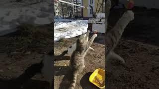 Милые коты весело играют с мячом.Cute cats have fun playing with the ball.