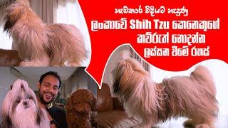 හැඩකාර විදියට හැදුණු ලංකාවේ Shih Tzu කෙනෙකුගේ කව්රුත් නොදන්න ලස්සන වීමේ රහස් | Pet Talk