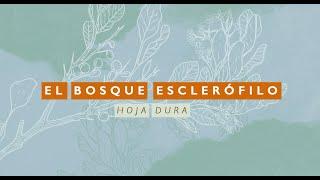 El bosque esclerófilo