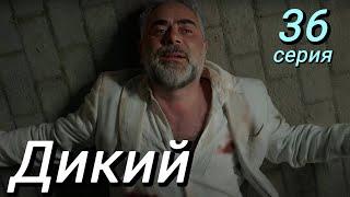 Дикий 36 серия на русском языке. Новый турецкий сериал. Анонс