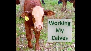 RAISING BEEF CATTLE FOR BEGINNERS – Working My Calves