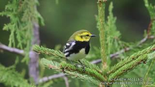 Black-throated Green Warbler in Maine