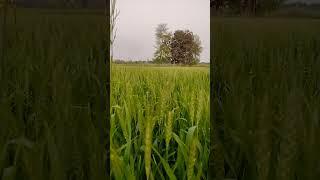 Khiladi (From -Selfie) Song//Status video/Status/Farming Status/Agriculture status