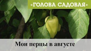 Голова садовая - Мои перцы в августе