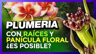  ENRAIZAR y ayudar a FLORECER (al mismo tiempo) a una PLUMERIA #plumerimax #plumerias #plumeria