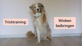 Hundetrick: Hund lernt Winken | So kannst du deinem Hund Winken beibringen