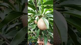 ഭീമൻ സപ്പോട്ട #fruit #garden #Malayayalm