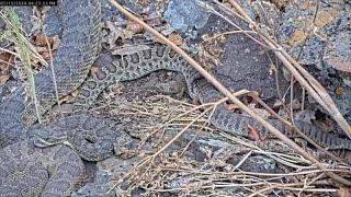 Hundreds of Rattlesnakes Seen in 'Mega-den' in Colorado