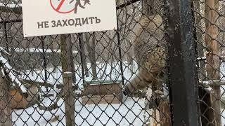 Новосибирский Зоопарк Манула Зеленогорск и Ласточка Novosibirsk Zoo Manuls Zelenogorsk and Swallow