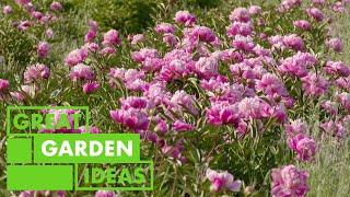 Peony 101 | GARDEN | Great Home Ideas