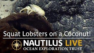 Squat Lobstersʻ Coconut Condo in Deep Sea | Nautilus Live