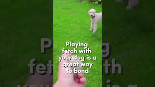 Why do dogs love to play fetch? #shorts #facts #knowledge #interesting #dogs #doglover #dogfacts