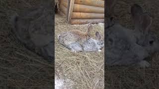 Заргуш Кролик +18