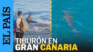 Un TIBURÓN siembra el pánico en una PLAYA de Gran Canaria | EL PAÍS