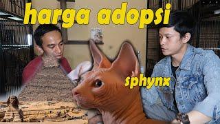 Buat yang mau pelihara kucing sphynx , tonton dulu vidio ini , biar tidak salah merawatnya.