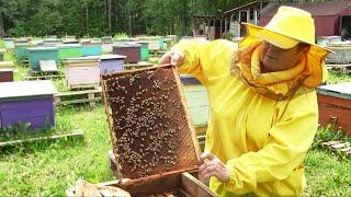 Почему северный мед самый полезный?