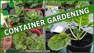 Best Vegetables to Grow in 1 Gallon Container Gardens