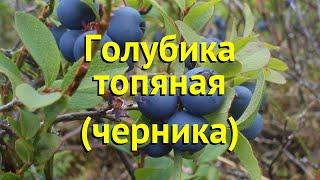 Голубика садовая. Краткий обзор, описание характеристик, где купить саженцы vaccinium corymbosum