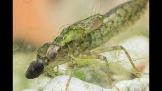 Aus dem Leben der Libellen - Teil 1:  Larve unter Wasser